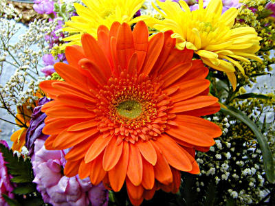 u7/bklyncmt/medium/1180530.Flowers2DSCN0450.jpg