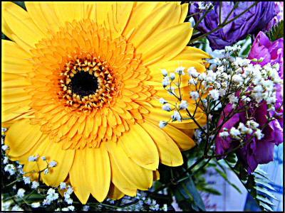 u7/bklyncmt/medium/1180531.Flowers2DSCN0451.jpg