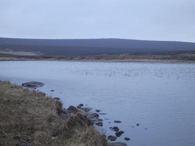 Loughgarve reeds