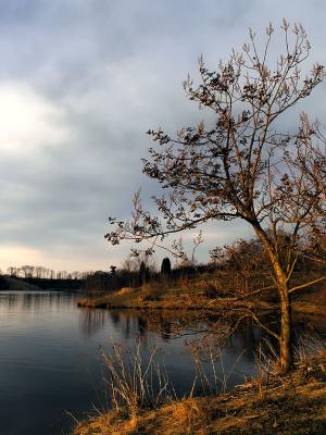 wBH Sunrise Tree.jpg