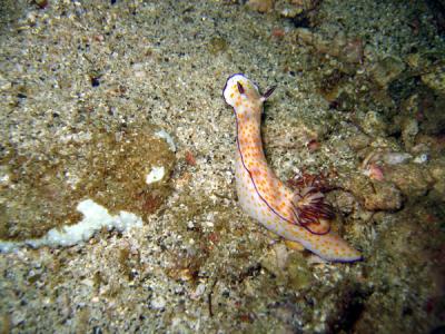Nudibranch - a sea slug