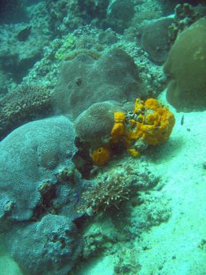 DiveOmanMar05 130.jpg