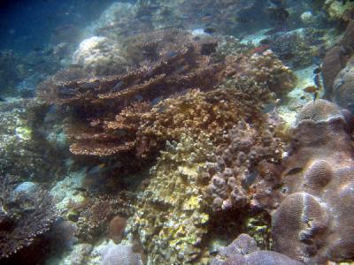 DiveOmanMar05 142.jpg