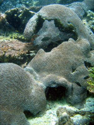 DiveOmanMar05 146.jpg