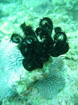 DiveOmanMar05 204.jpg