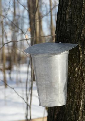 Laurel Creek - Maple Syrup Demonstration