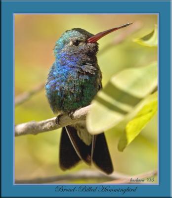 arizona_hummingbird_photos