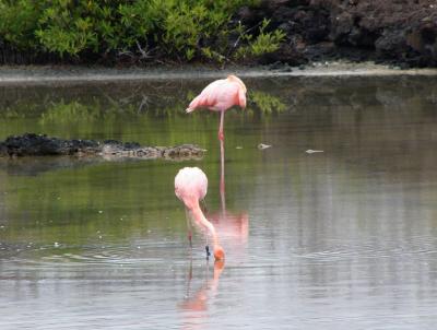 Galapagos Birds
