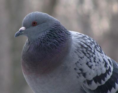 Pigeon biset <br/> Rock dove