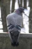 Pigeon biset <br/> Rock dove