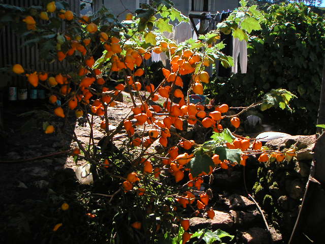 chesa tree(?)