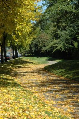 Dropped leaves