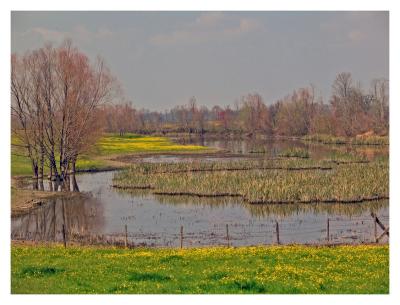 Spring Around the Pond_5099.