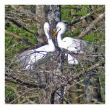 Building Their Nest_5738