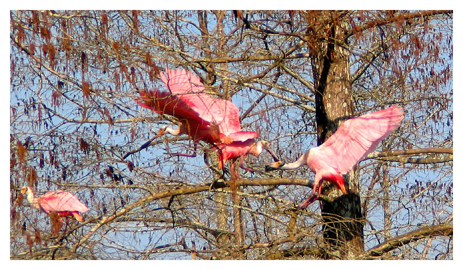 Spoonbills.jpg