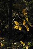 Hickory Leaf.jpg