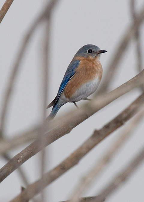 Eastern Bluebird