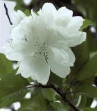 A Crab Apple Blooms for Norma Jean 2003