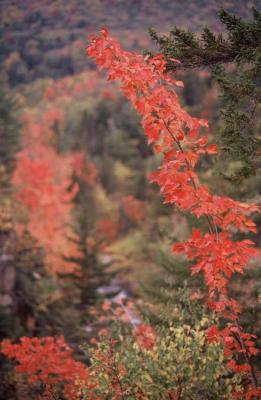 Autumn color at Thoreau Falls 111.jpg