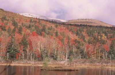 Zealand Pond and Mt. Hale 186.jpg