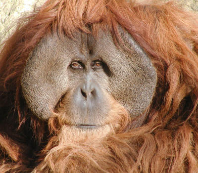Orangatan