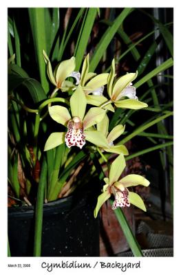 Cymbidium