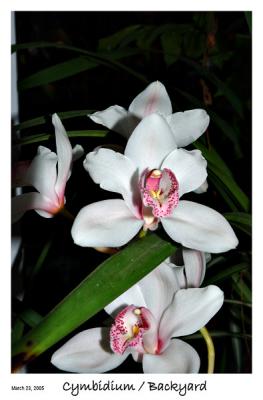 Another Cymbidium blossom