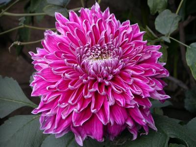 Dscn2407_Flower.jpg