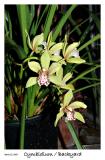 Cymbidium