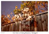 Full Moon Lit Cherry Blossoms