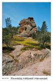 Goldfields at Pinnacles National Monument
