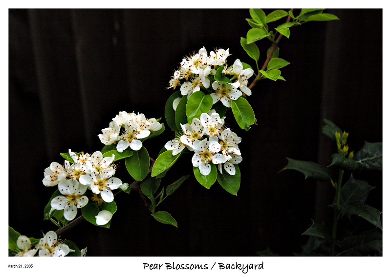 Pear Blossoms from the yard