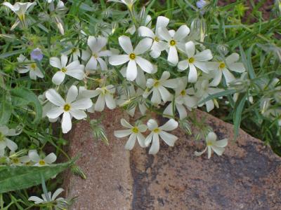 White herbiscusi magnioliola