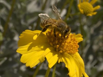 bee on a probablyolia