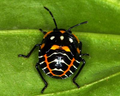 15144 Green Stink Bug (Nymph)