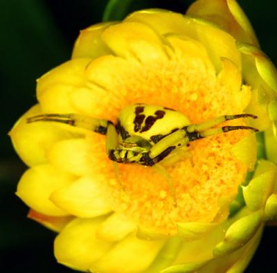 04386 flower spider