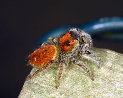 14502-jumping spider