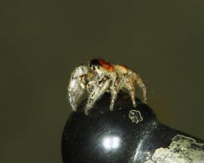 14506-JUMPING SPIDER