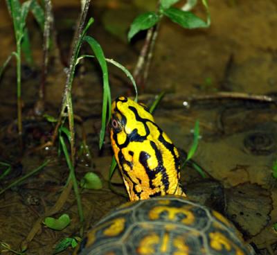 12708 boxturtle