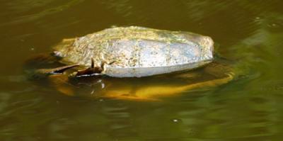 02292 Snappers Mating