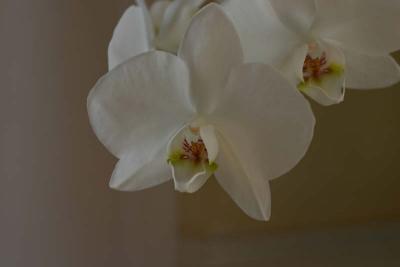 Teresa's Orchid