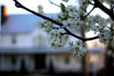 Spring Buds