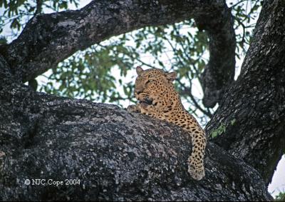 leopard-204.jpg