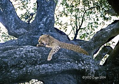 leopard-205.jpg