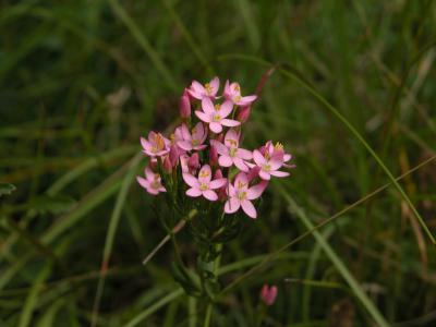 u7/bundubasher/medium/41249077.Pinkcentaury1.jpg