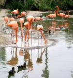 Flamingo Reflections<br>