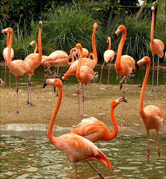 Flamingo Beach<br><br><br>