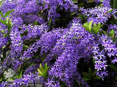 Closeup Petrea .jpg