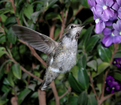 Hummingbird taken using TC E2