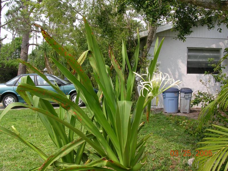 SWAMP LILY   (Crinum americanus) - Amaryllidaceae